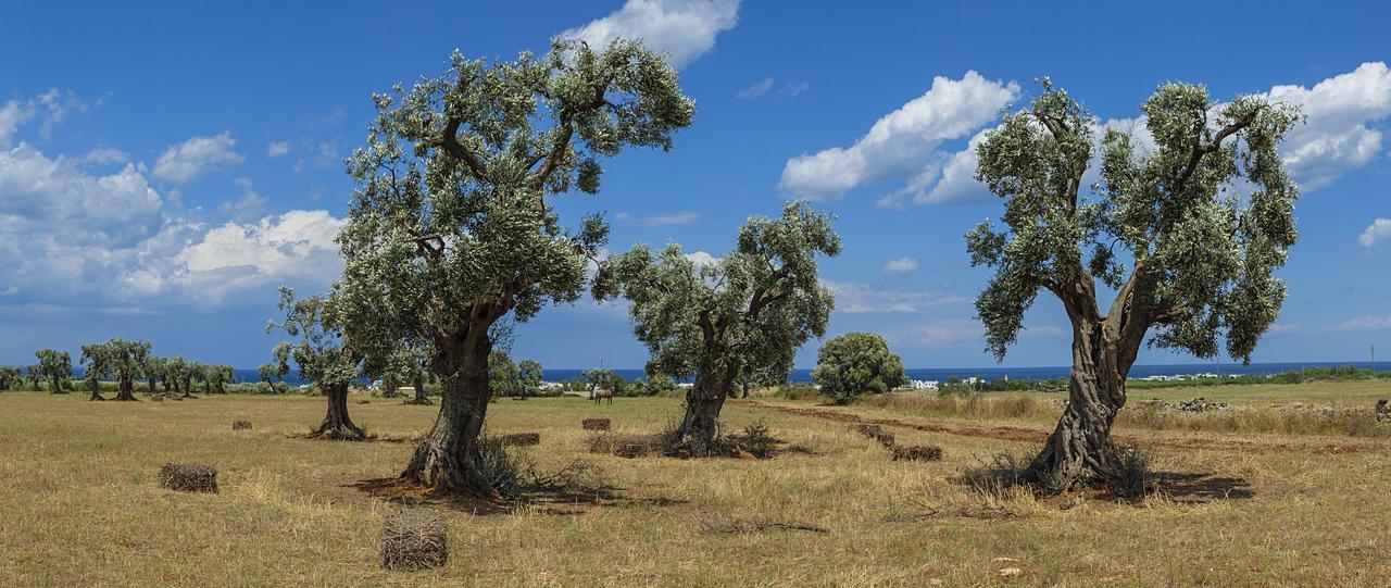 Masseria Palombara Grande Ostuni Kültér fotó