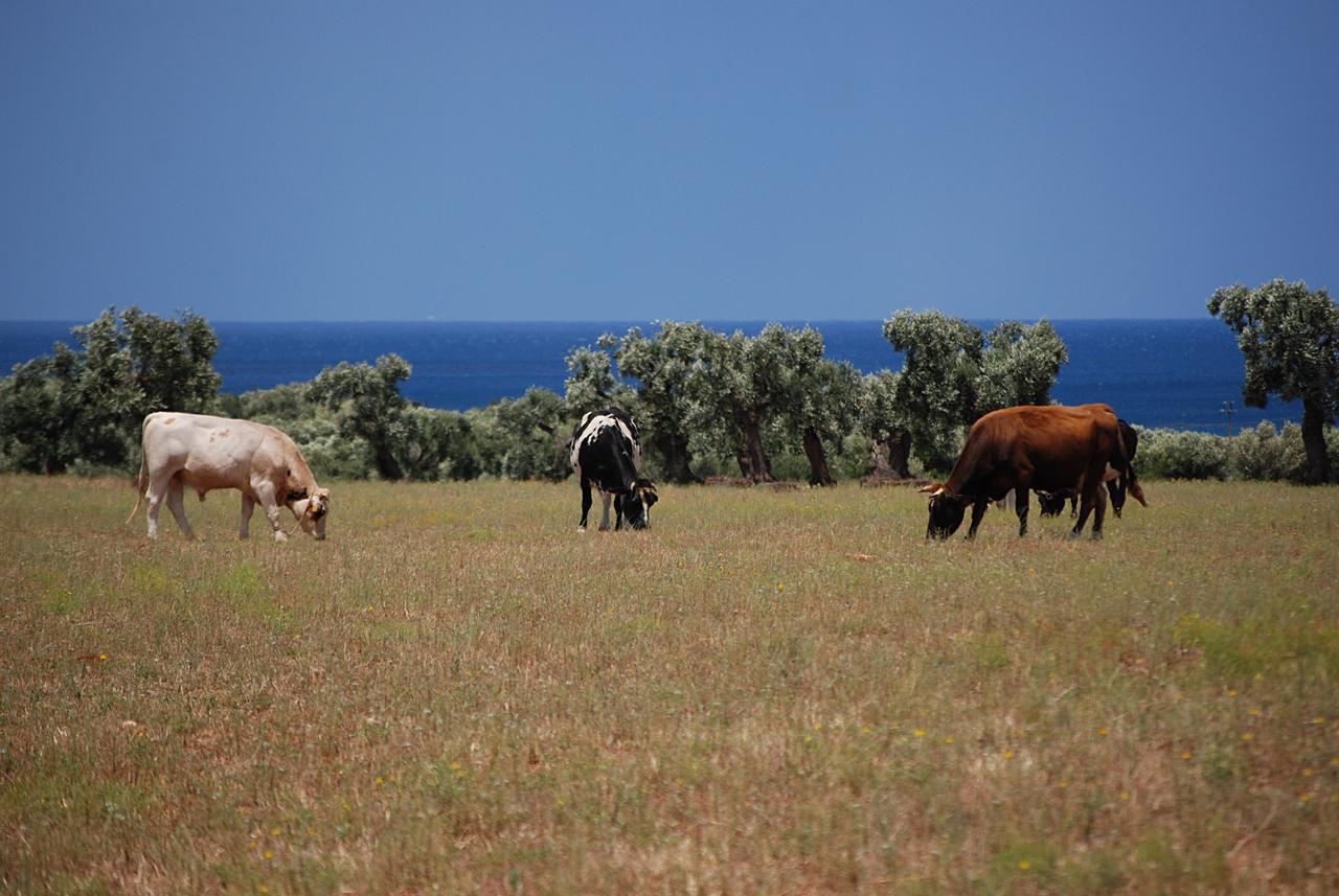 Masseria Palombara Grande Ostuni Kültér fotó