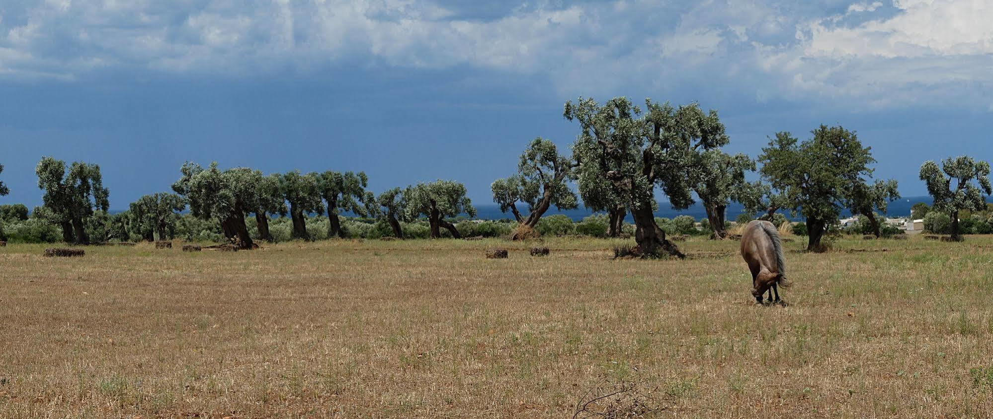 Masseria Palombara Grande Ostuni Kültér fotó